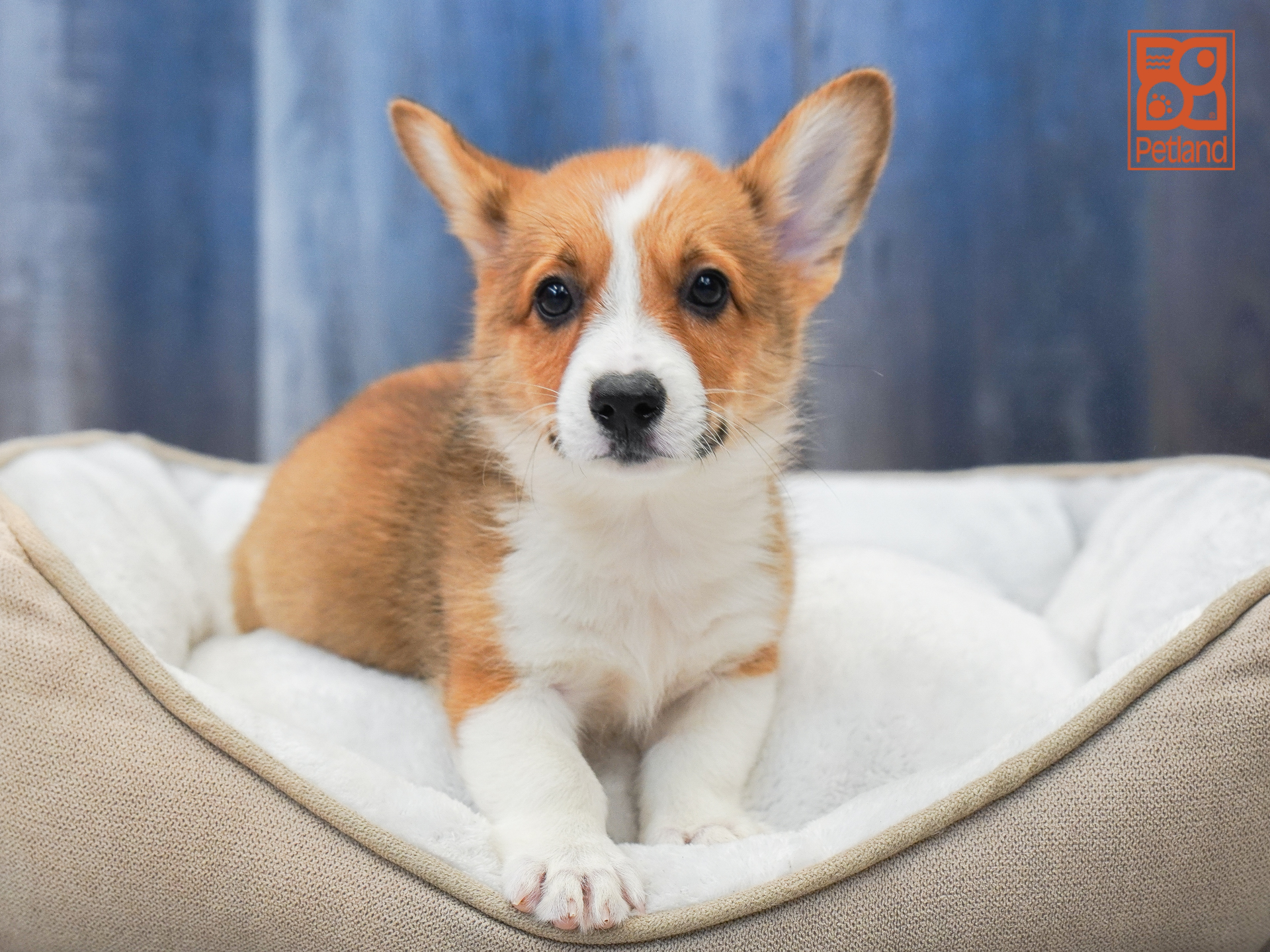 Pembroke Welsh Corgi Image #1