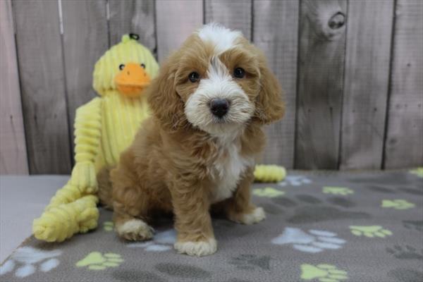 Mini Goldendoodle 2nd Gen Image #1
