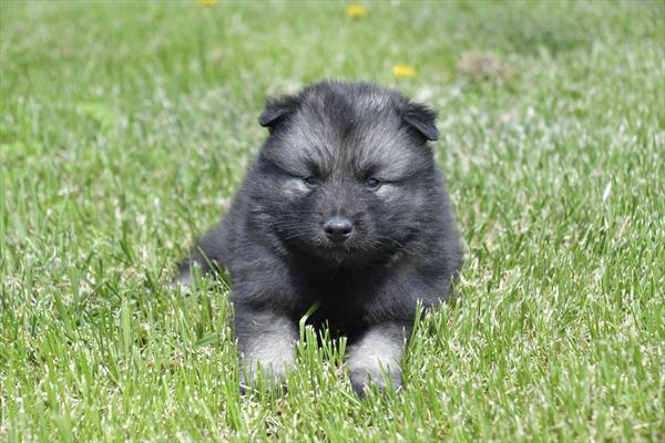 Keeshond Image #1
