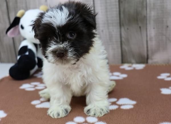 Havanese Image #1