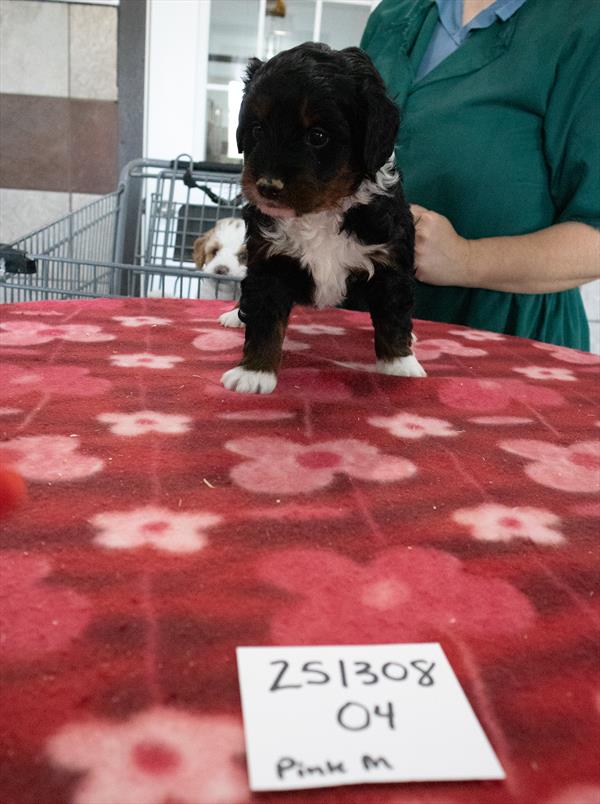 Mini Bernadoodle 2nd Gen Image #1