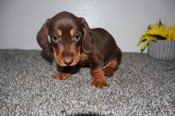 Dachshund Image #1