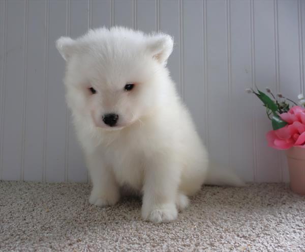 Samoyed Image #1