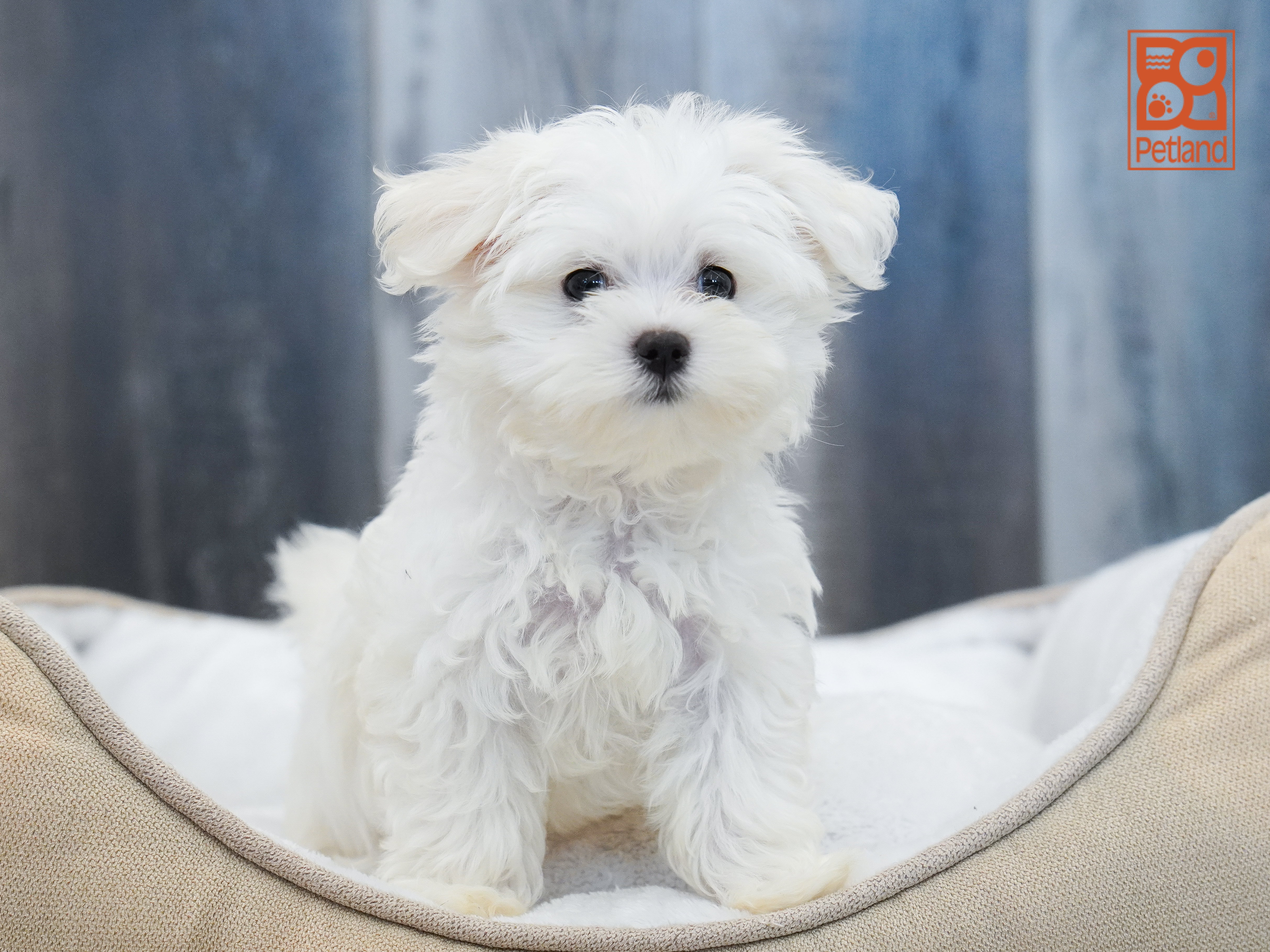 Maltese Image #1