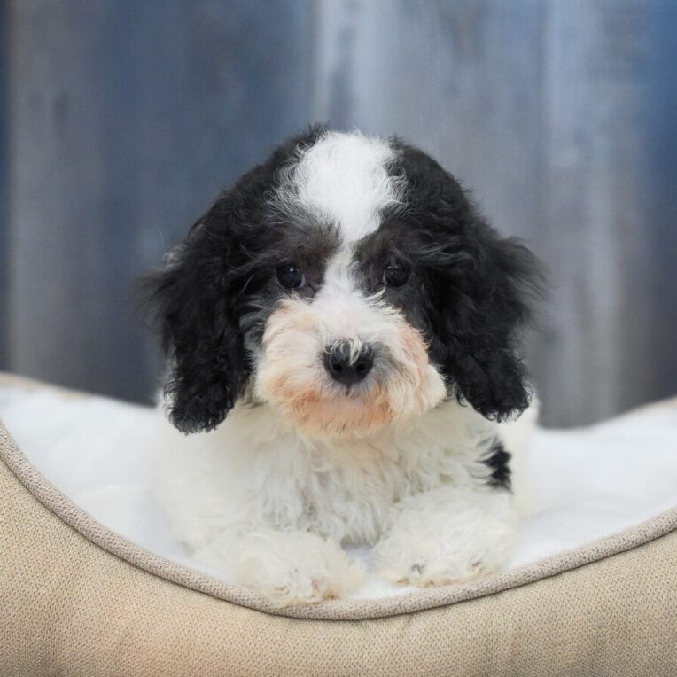 Cosmo Bichapoo
