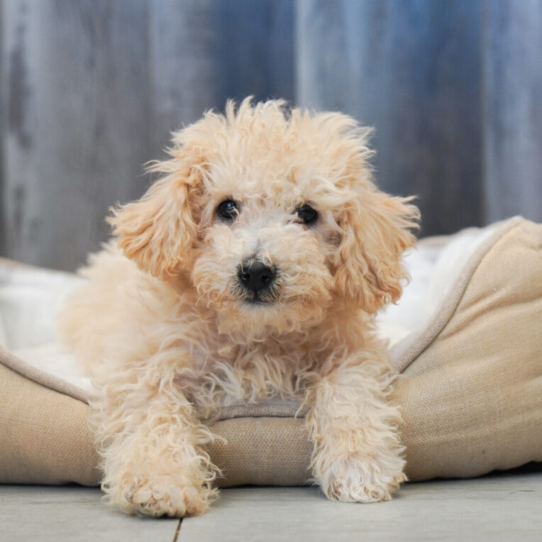 Finnian Bichonpoo