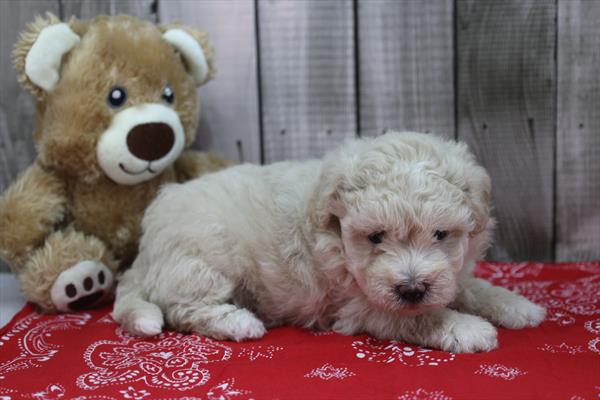 Maltipoo Image #1