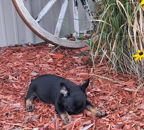 French Bulldog Image #1