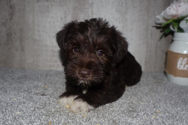 Miniature Schnauzer Image #1