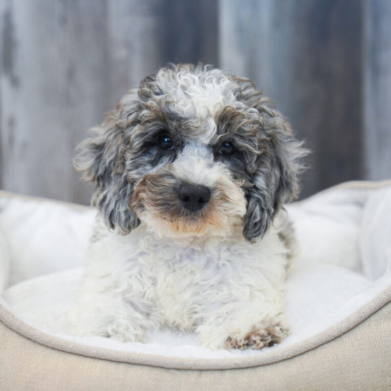 Smokey Cavapoo F2