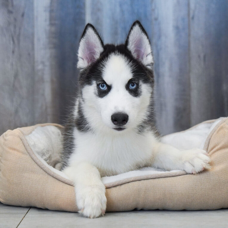Shimmer Siberian Husky