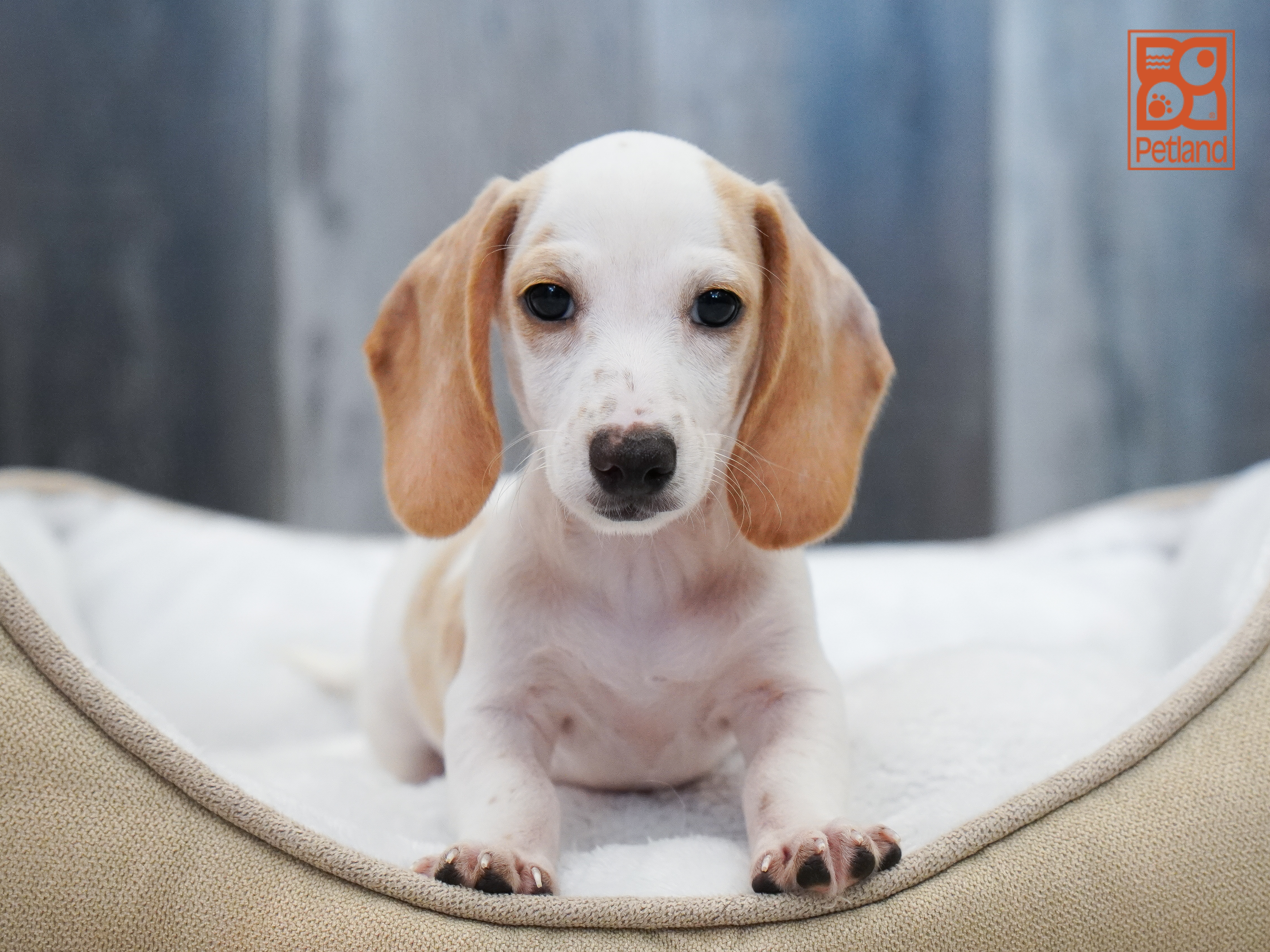 Dachshund Image #1