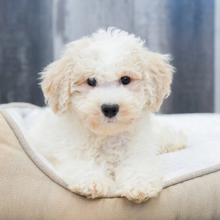 Beech Bichapoo