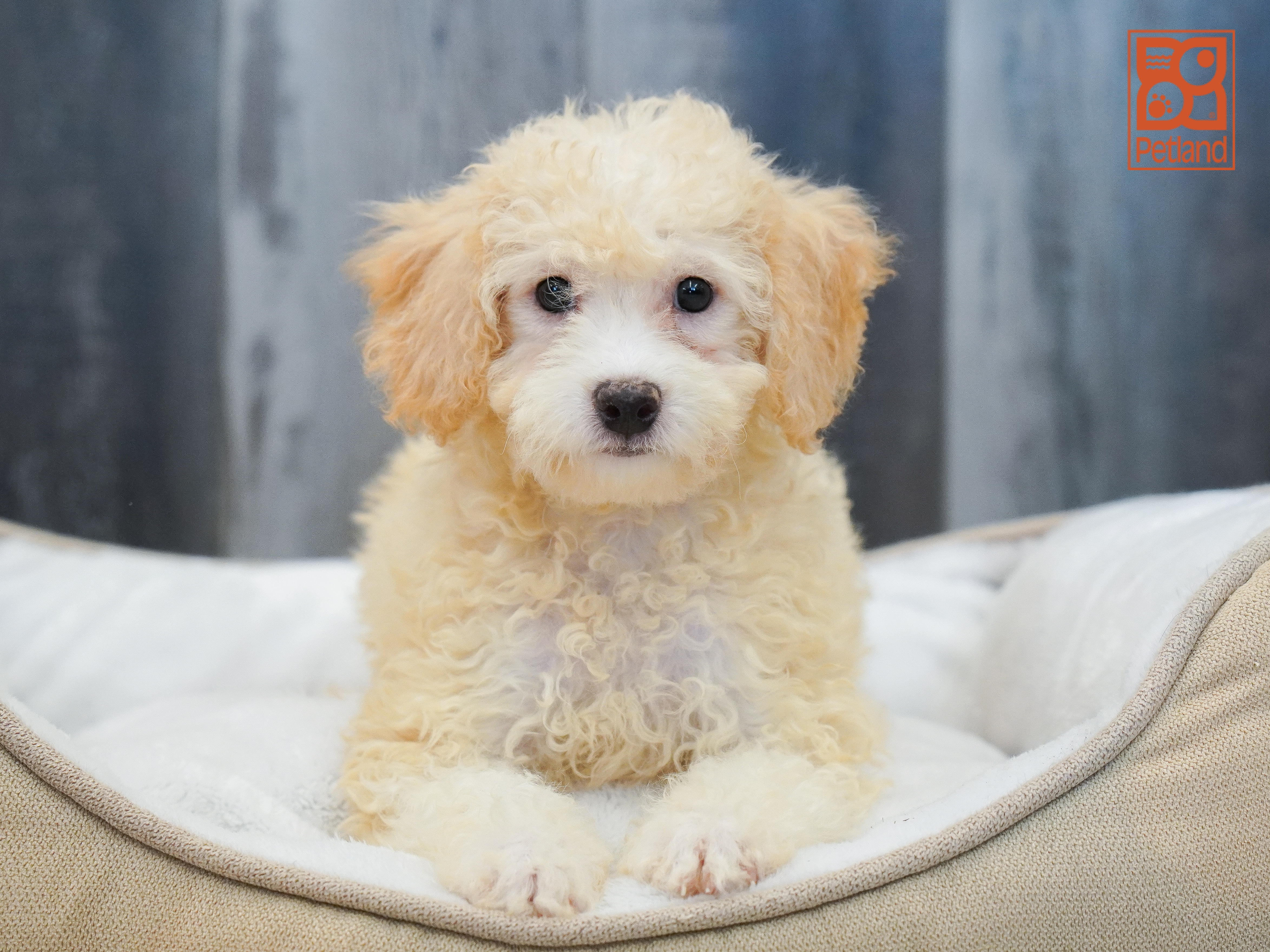 Bichapoo Image #1