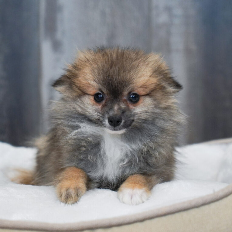 Mimic Pomeranian