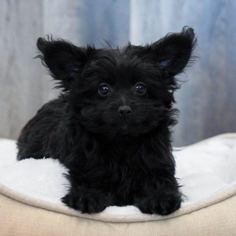 Haven Pomapoo