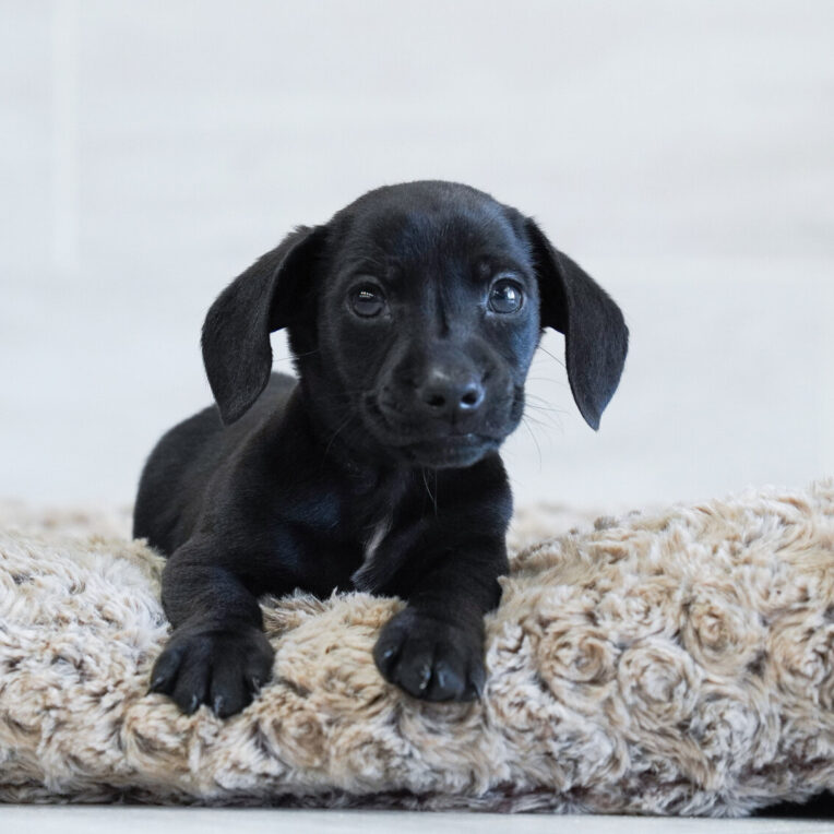 Phoenix Dachshund