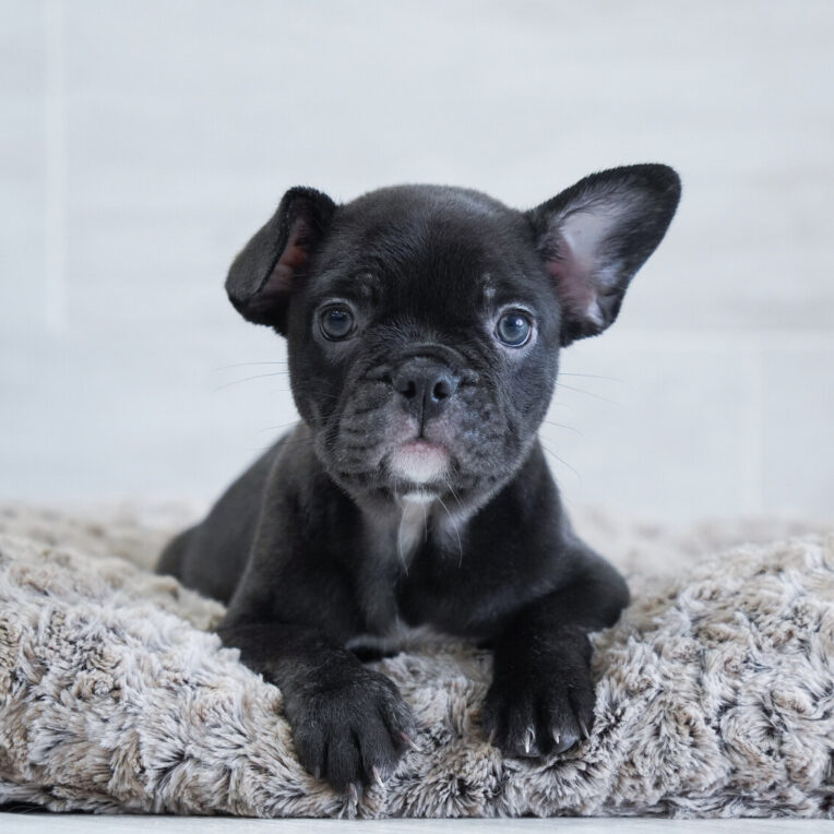Zion French Bulldog