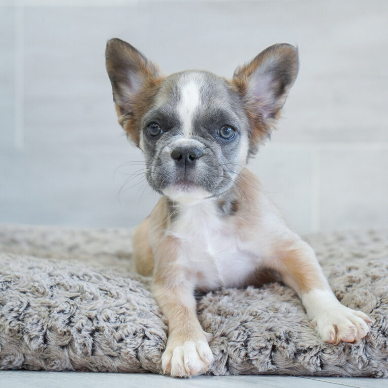 Xena French Bulldog
