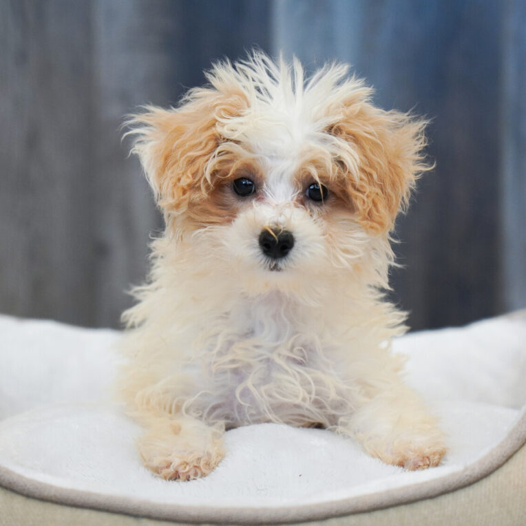 Sleet Bichapoo