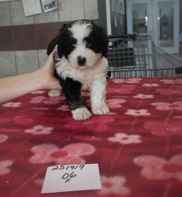 Mini Bernedoodle Image #1