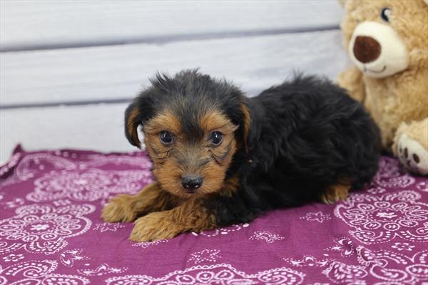 Yorkiepoo Image #1
