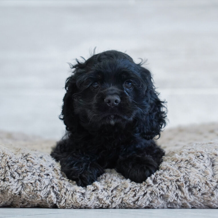 Indie Cocker Spaniel