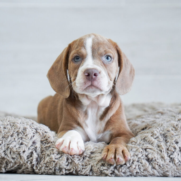 Ranger Beabull