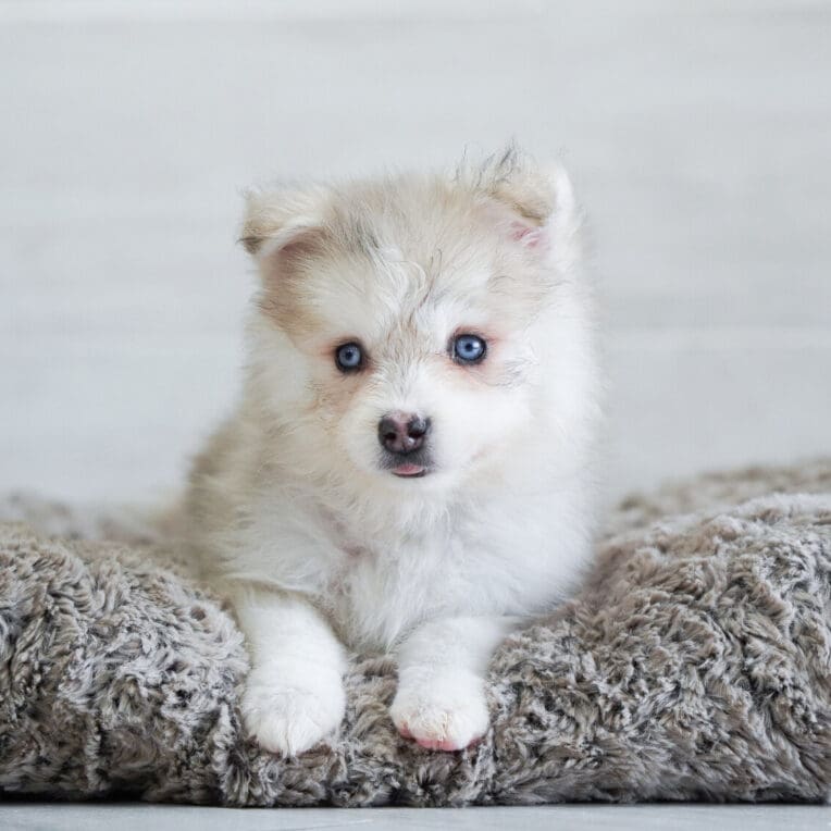 Bowie Pomsky 2nd Gen