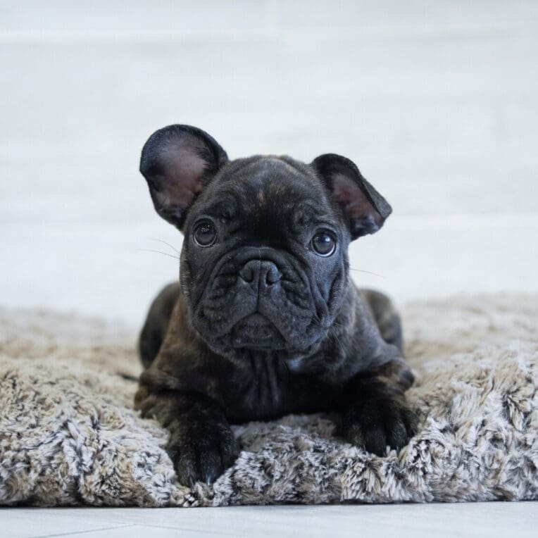 Lottie French Bulldog