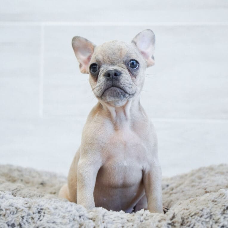 Dream French Bulldog