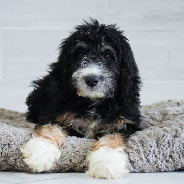 Kobe Bernadoodle