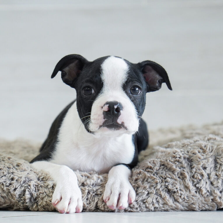 Loki Boston Terrier