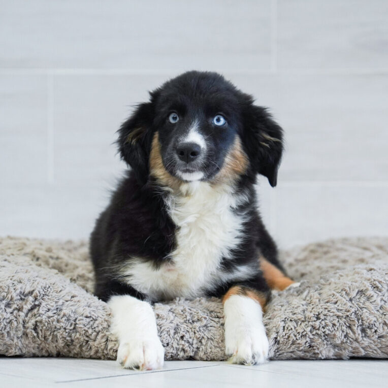 Rust Australian Shepherd