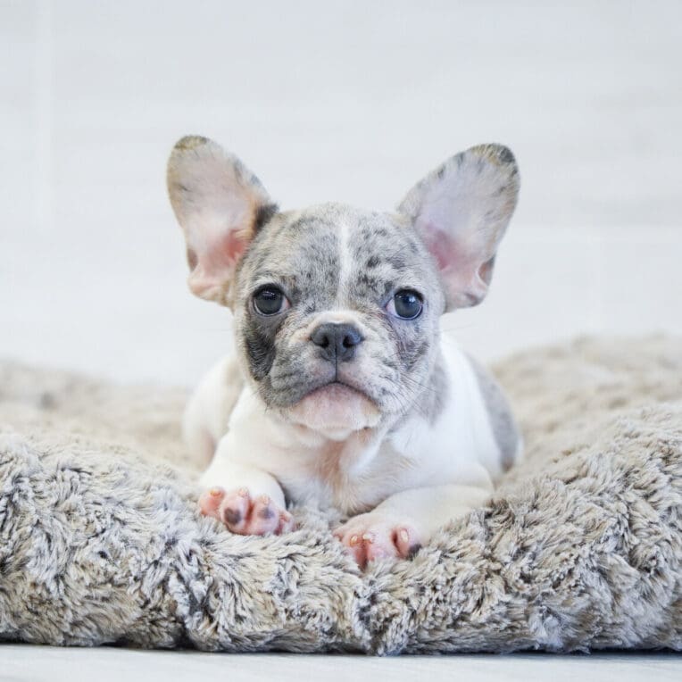 Shell French Bulldog