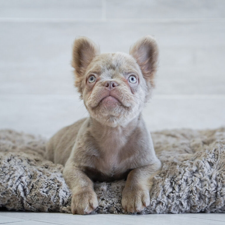Ballerina French Bulldog