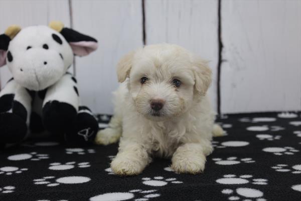 Coton/Poodle - 4979 Image #1