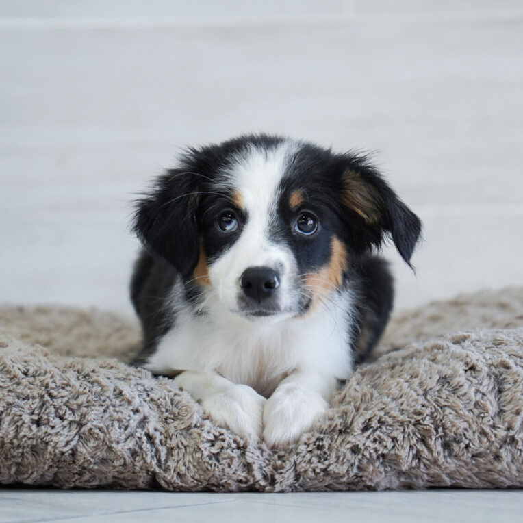 Snowdrop Australian Shepherd