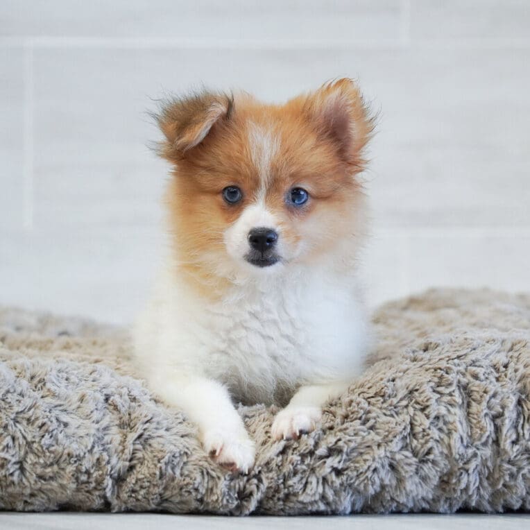 Zelda Pomeranian