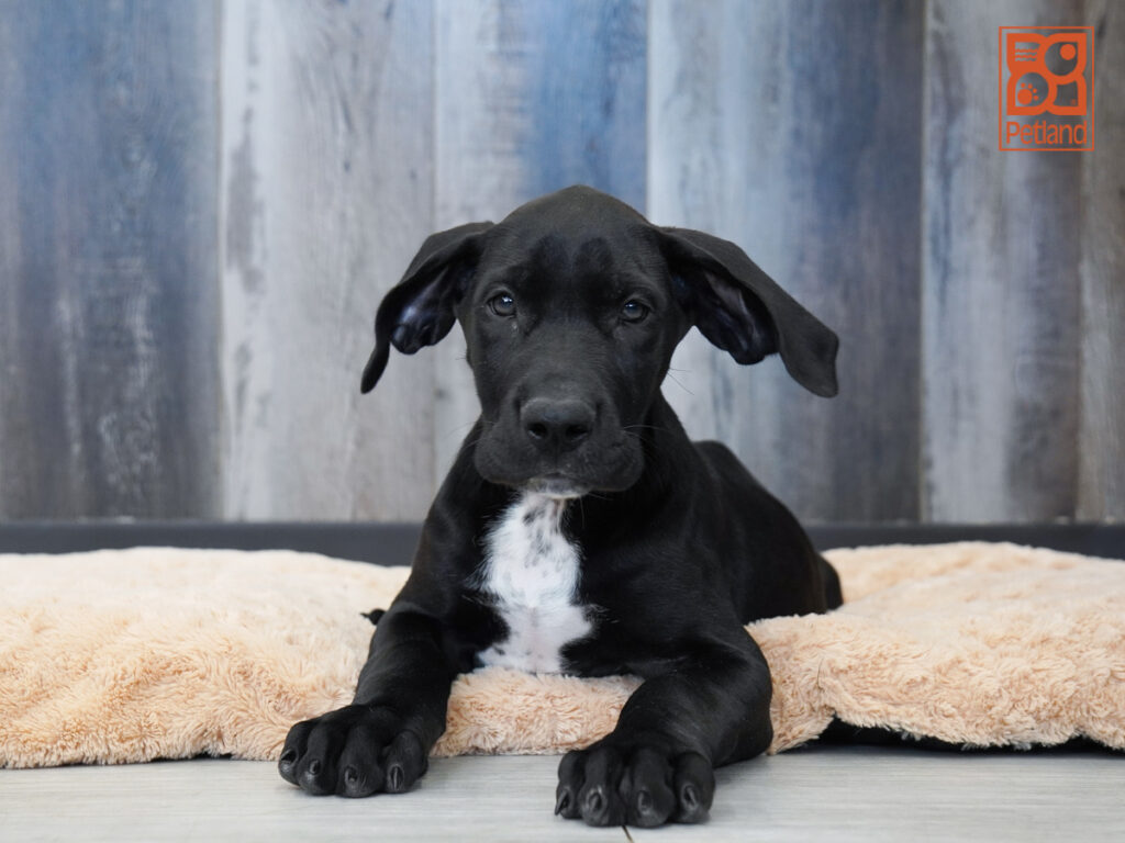 Scar - Great Dane