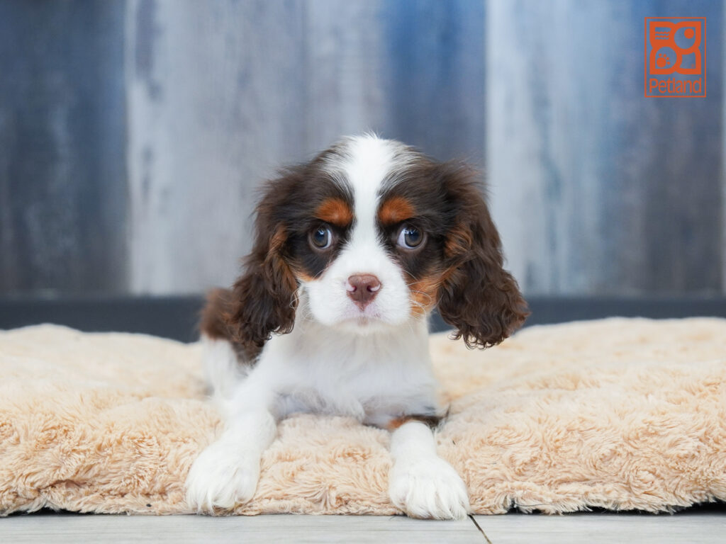 GusGus - Cavalier King Charles Spaniel