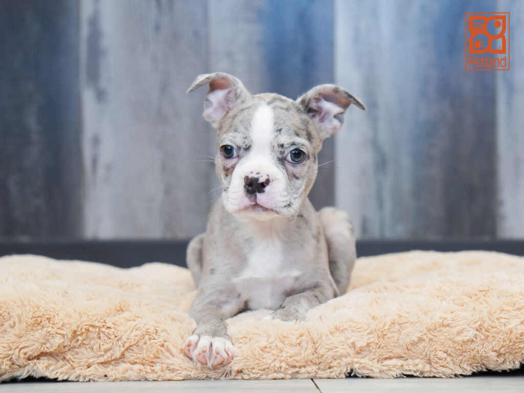 Fawn - Boston Terrier