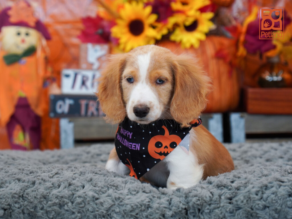Windy - Dachshund