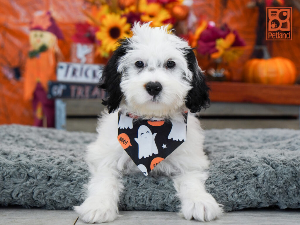 Mulan - Bernedoodle Mini