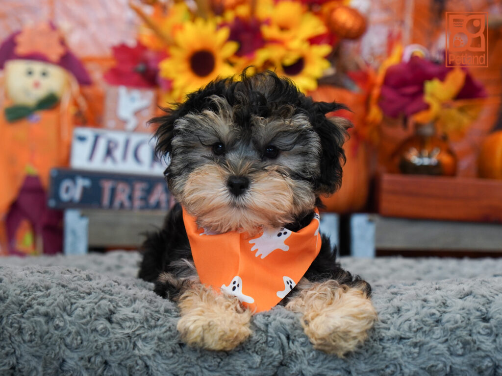 Stitch - Yorkie/Schnauzer
