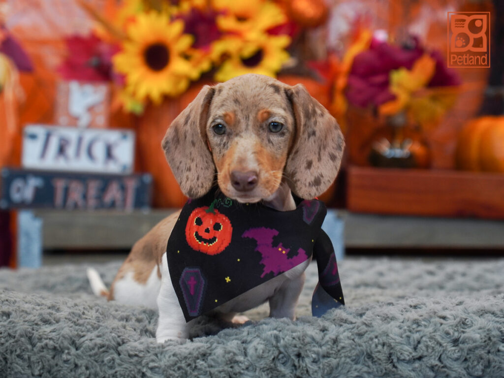 Minnie - Dachshund