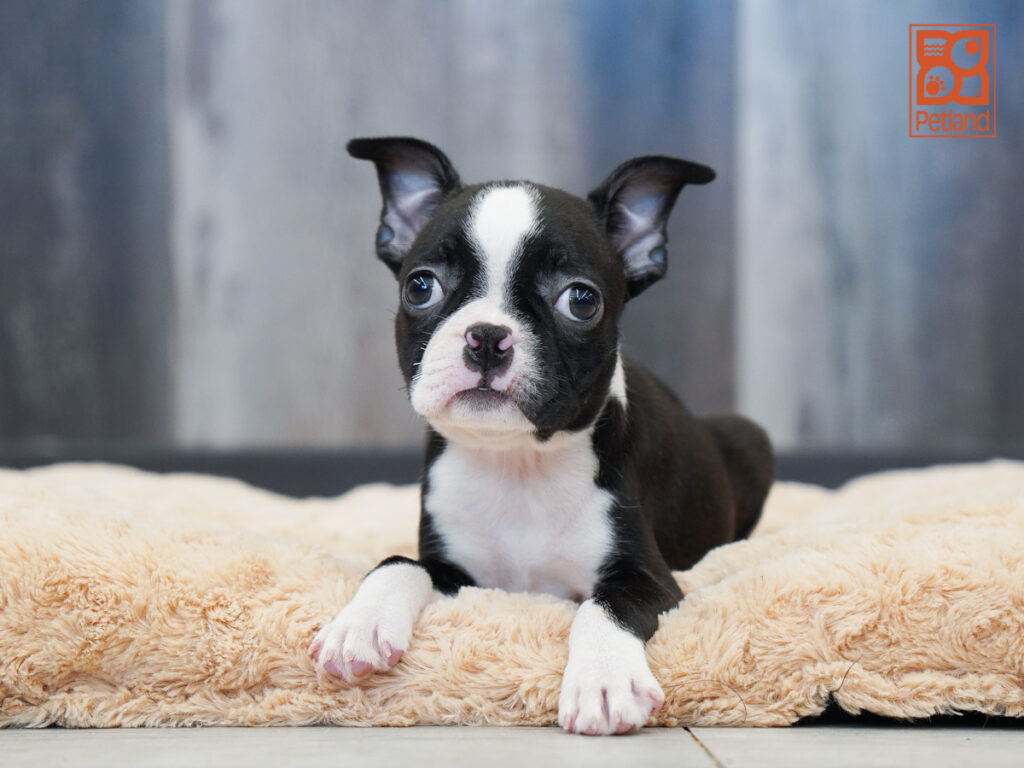 Tinker - Boston Terrier