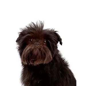 Petland Largo Florida Affenpinscher