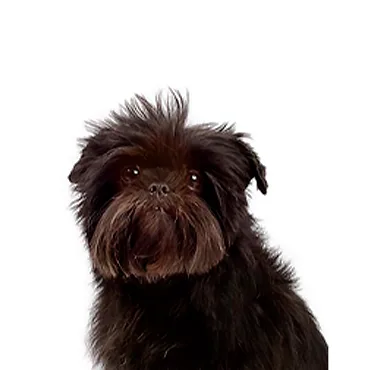 Petland Largo Florida Affenpinscher