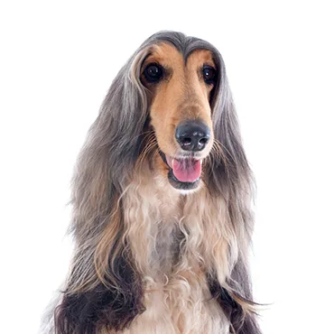 Petland Largo Florida Afghan Hound